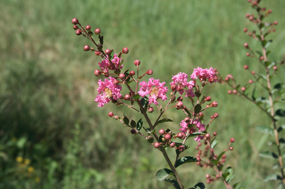 Изображение особи Lagerstroemia indica.