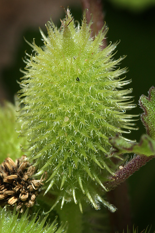 Image of Xanthium orientale specimen.