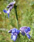 Perovskia abrotanoides