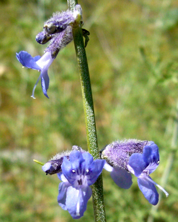 Image of Perovskia abrotanoides specimen.