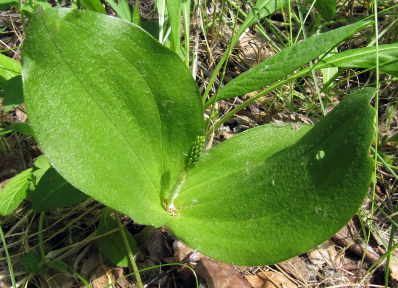 Изображение особи Listera ovata.