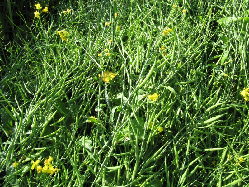 Image of Brassica napus specimen.