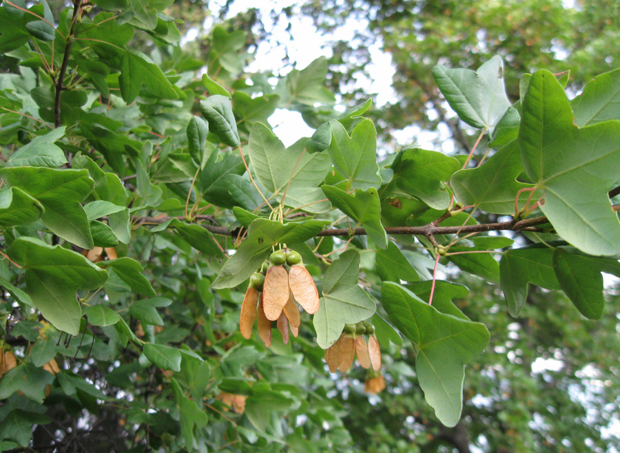 Image of Acer monspessulanum specimen.