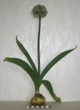 Allium tulipifolium