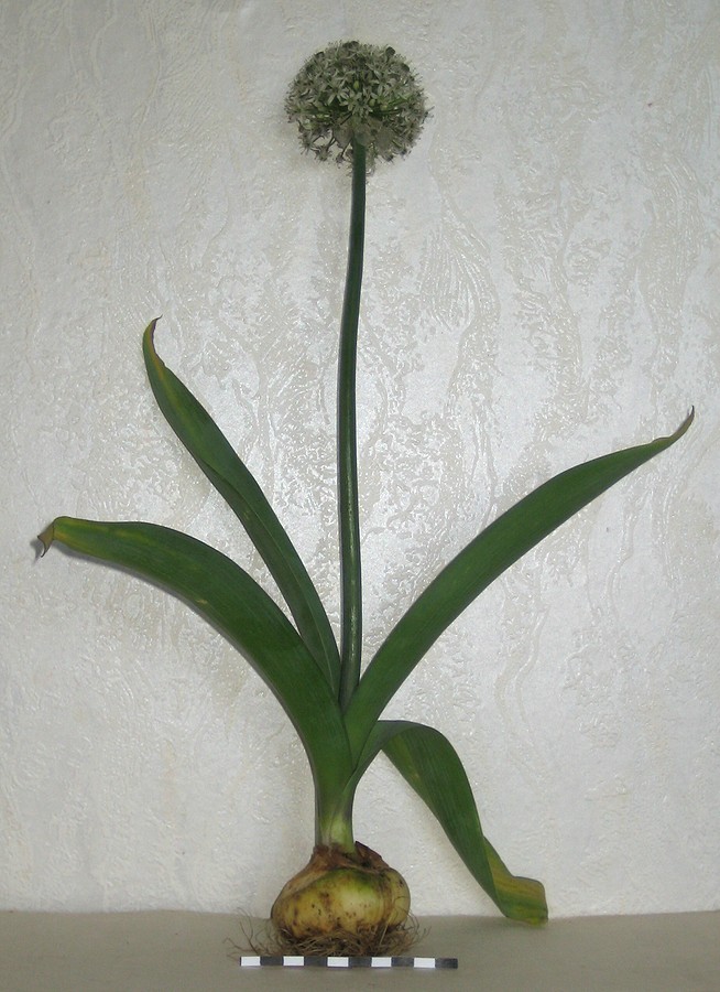 Image of Allium tulipifolium specimen.