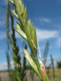 Elytrigia repens. Колосок. Окр. Архангельска, заросшая свалка. 08.09.2011.