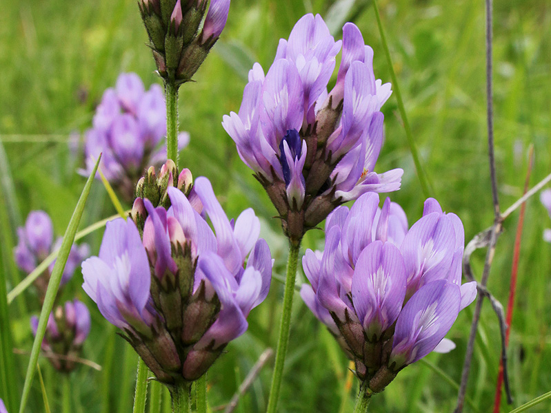 Изображение особи Astragalus danicus.