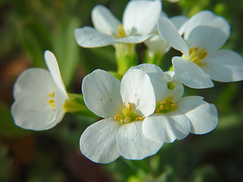 Image of Arabis caucasica specimen.