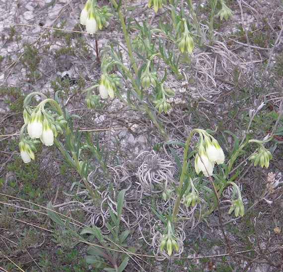 Изображение особи Onosma tanaitica.