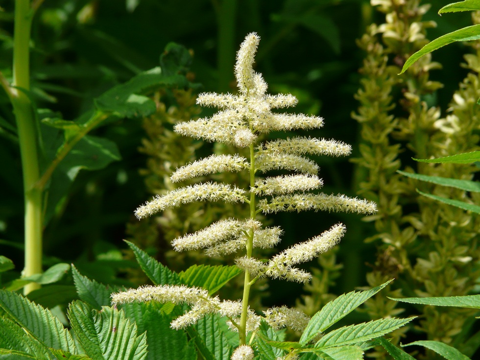 Изображение особи Aruncus dioicus.