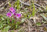 Primula cuneifolia. Цветущее растение. Магаданская обл., окр. г. Магадан, п-ов Старицкого, Берёзовый ключ. 30.05.2010.