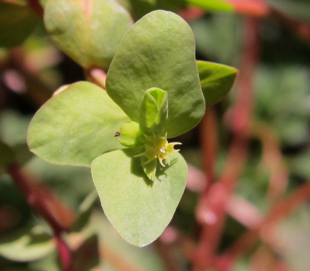 Изображение особи Euphorbia peplus.