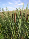 Typha latifolia