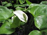 Calla palustris
