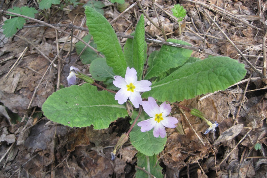 Изображение особи Primula vulgaris.