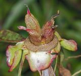 Paeonia lactiflora