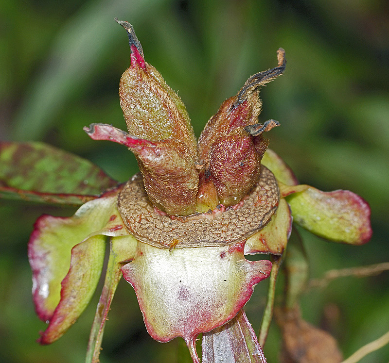 Изображение особи Paeonia lactiflora.