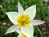 Tulipa buhseana