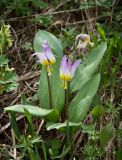 Erythronium sibiricum. Цветущие растения. Казахстан, Восточно-Казахстанская область; Западный Алтай, скл. Ульбинского хребта, окр. с. Ушановское. 02.05.2012.