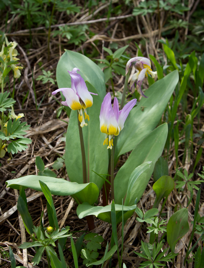 Изображение особи Erythronium sibiricum.