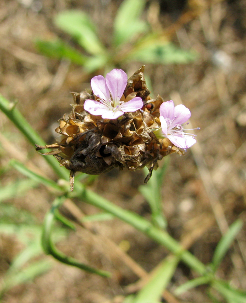 Изображение особи Petrorhagia prolifera.