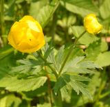 Trollius europaeus. Верхушка цветущего растения. Московская обл., окр. г. Звенигород. 20.05.2012.