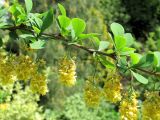 genus Berberis. Часть веточки цветущего растения. Москва, филиал Бот. сада МГУ \"Аптекарский огород\". 22.05.2012.