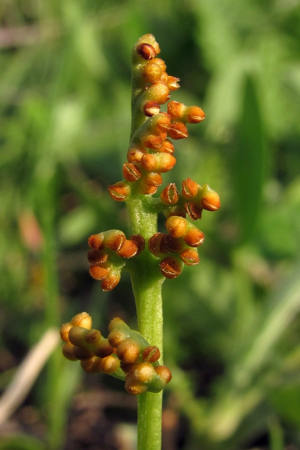 Изображение особи Botrychium lunaria.