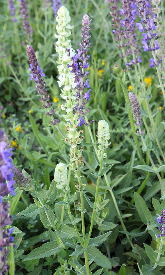 Изображение особи Salvia tesquicola.