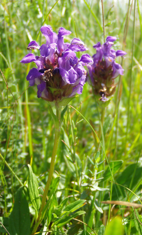 Image of Prunella grandiflora specimen.