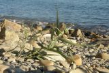Phragmites australis