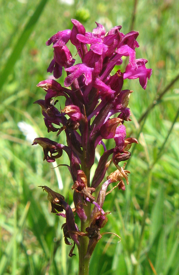 Image of Anacamptis &times; simorrensis ssp. ticinensis specimen.