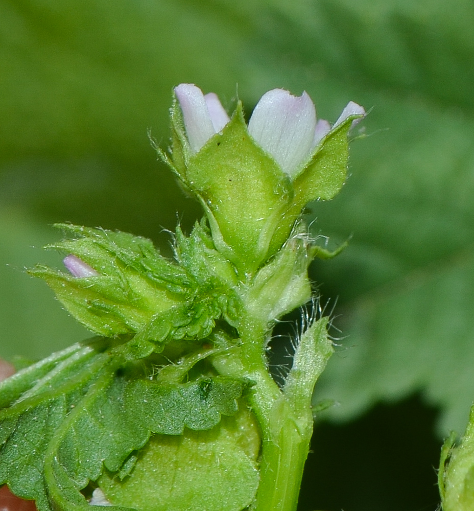 Изображение особи Malva parviflora.