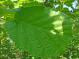 Corylus avellana