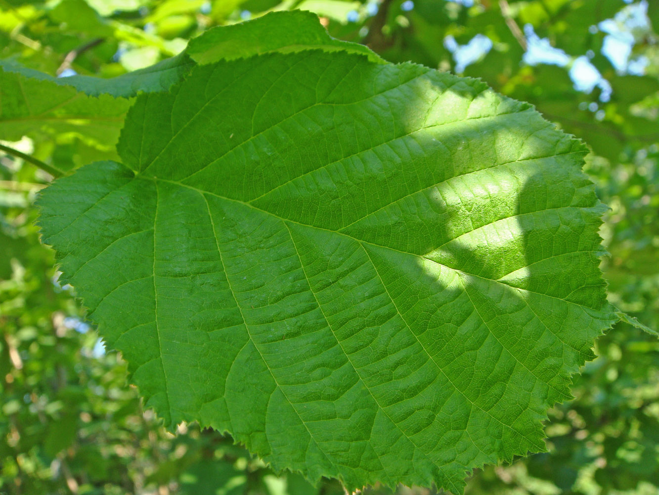 Image of Corylus avellana specimen.