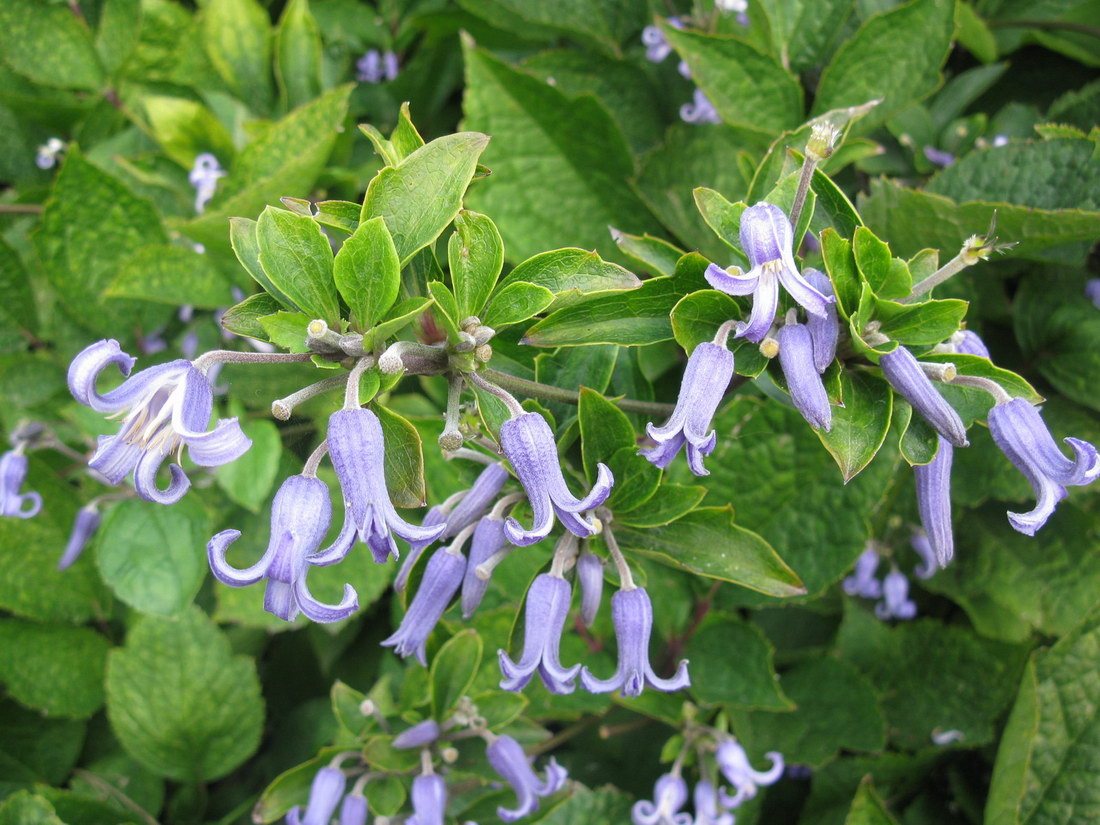 Image of Clematis heracleifolia specimen.