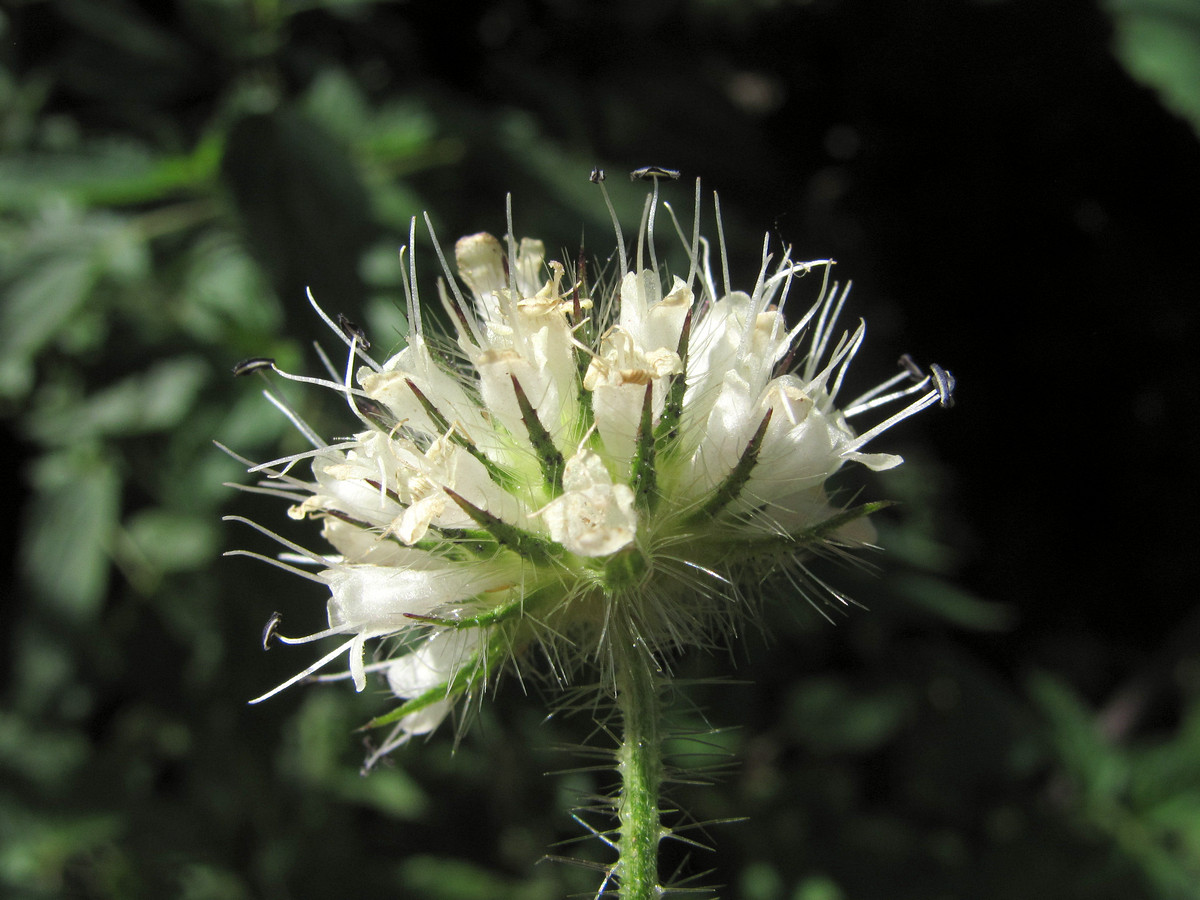 Image of Dipsacus pilosus specimen.