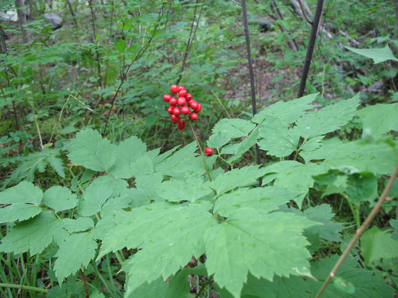 Image of Actaea erythrocarpa specimen.