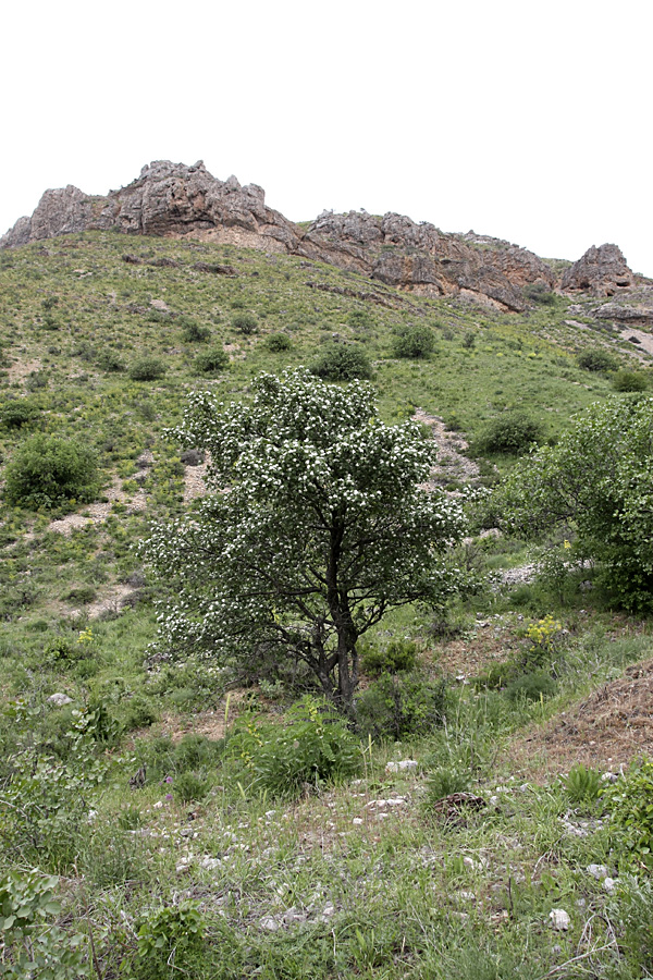 Изображение особи Crataegus pontica.