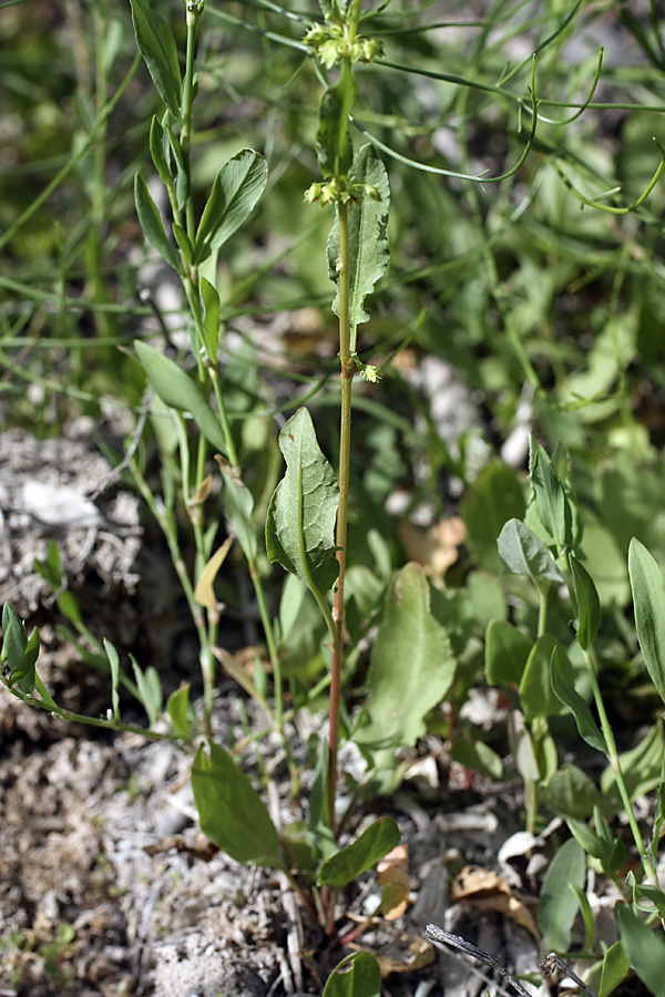 Изображение особи Rumex halacsyi.