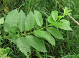 Salix myrsinifolia. Верхушка побега. Архангельская обл., Вельский р-н, окр. пос. Усть-Шоноша, лесистый берег р. Вель. 05.08.2012.