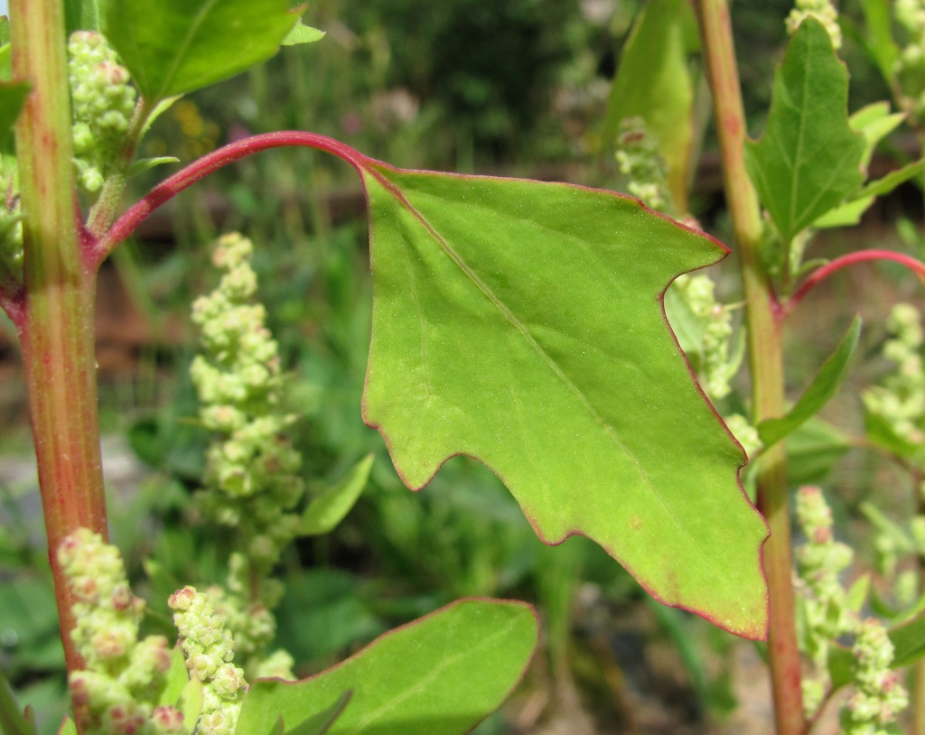 Image of Chenopodium acerifolium specimen.