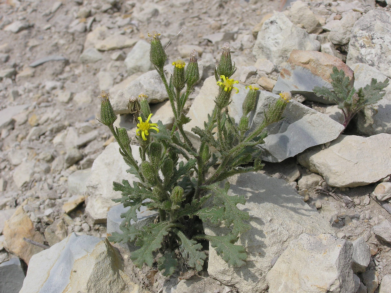 Изображение особи Senecio viscosus.