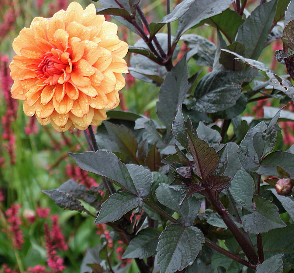 Image of Dahlia × cultorum specimen.