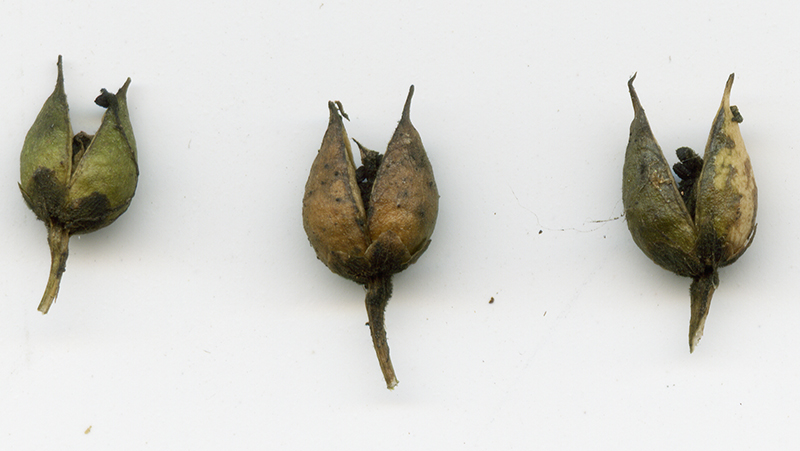 Image of Scrophularia nodosa specimen.