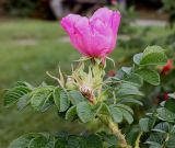 Rosa rugosa