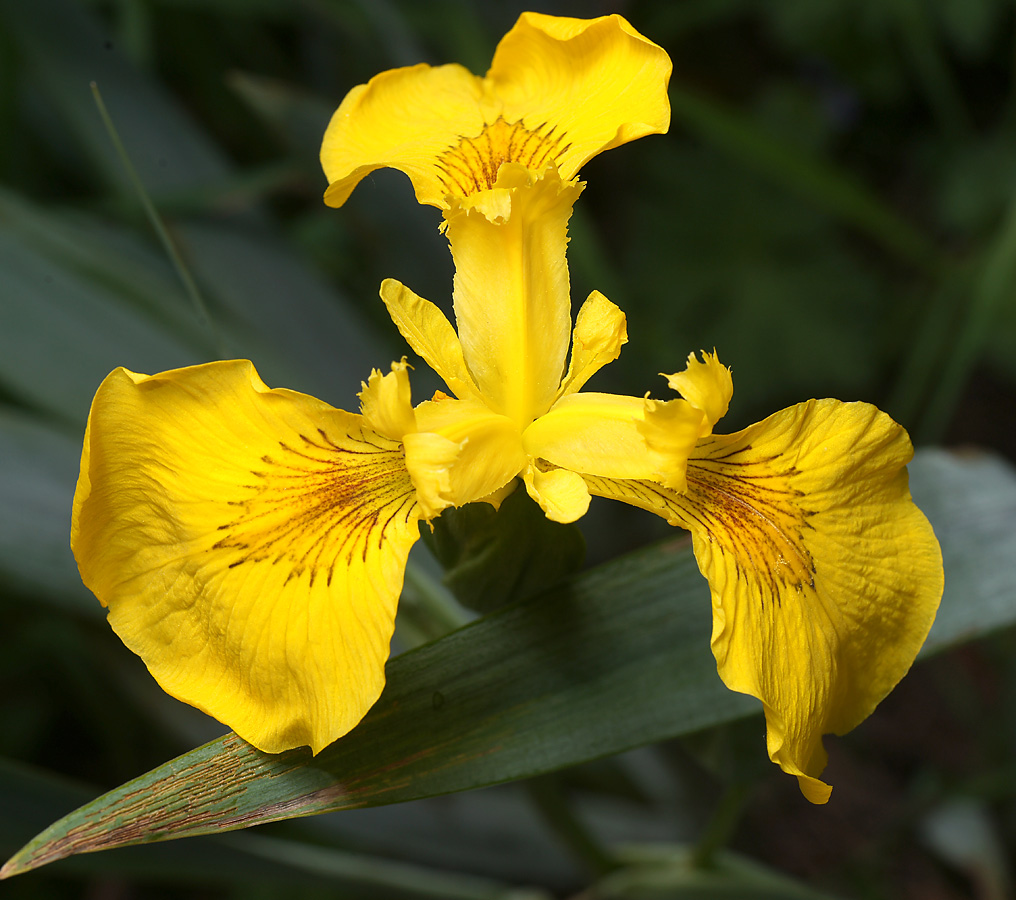 Изображение особи Iris pseudacorus.