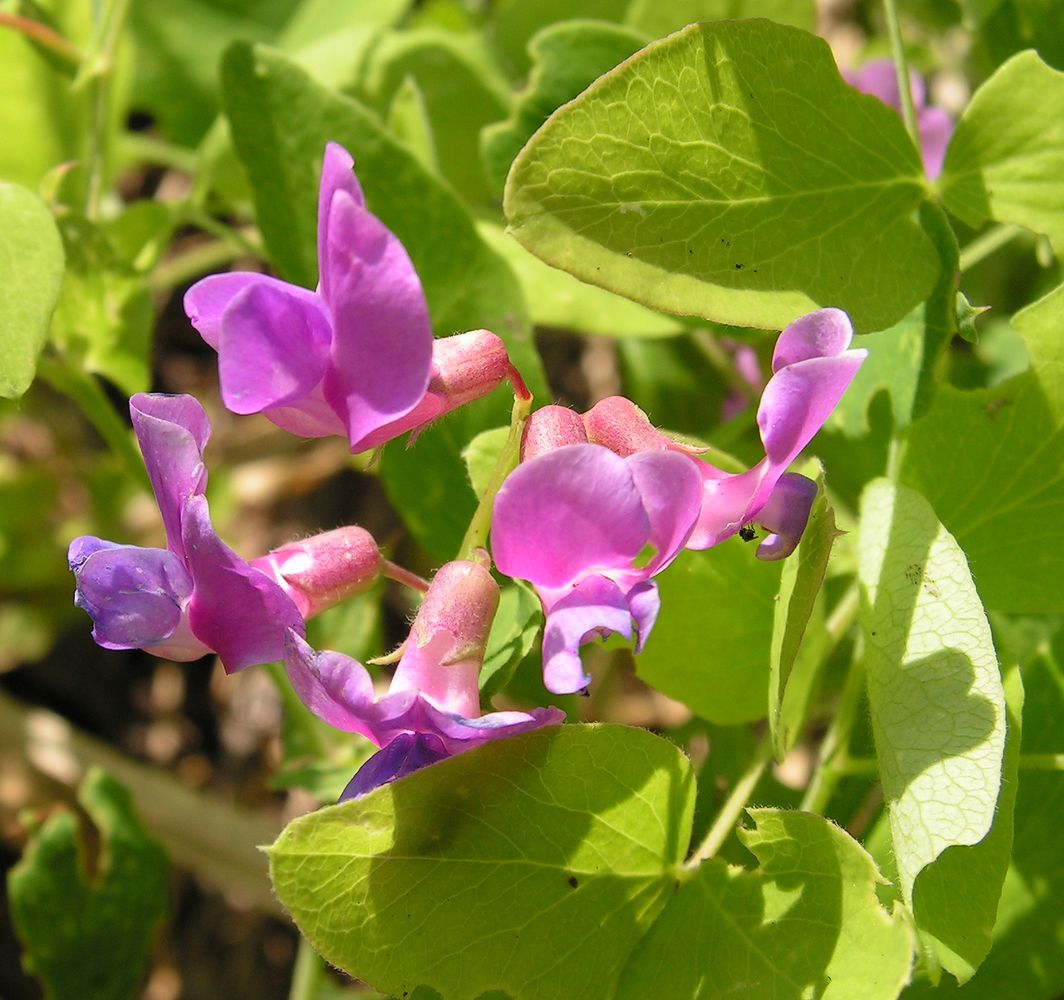 Изображение особи Lathyrus humilis.