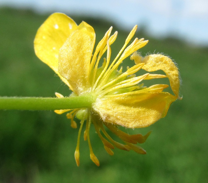 Изображение особи Ranunculus cassubicus.