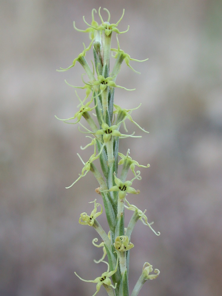 Image of Crucianella macrostachya specimen.